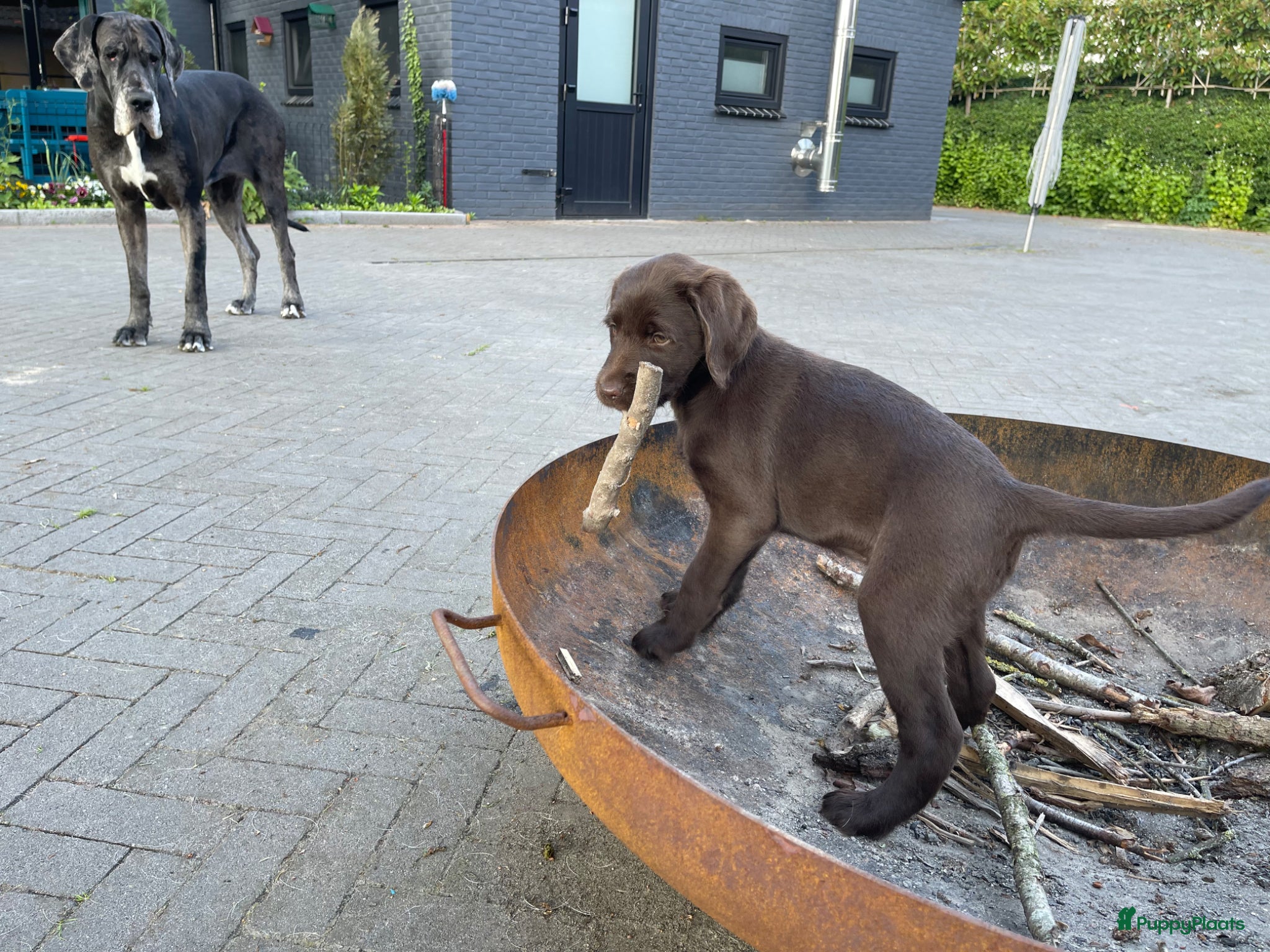 Labradoodle honden Te koop: Unieke Labradoodle pups - Advertentie 1