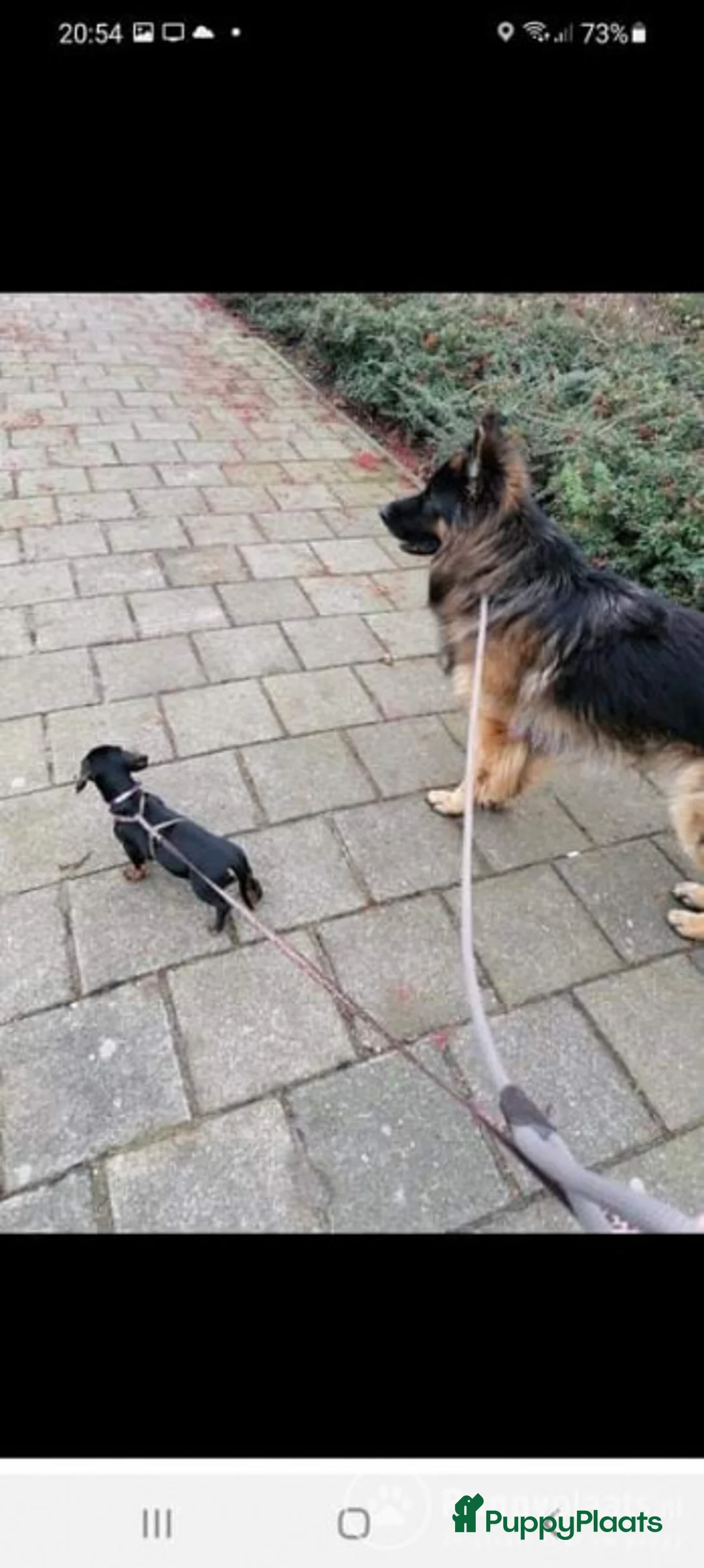 Duitse Herder honden ter dekking: Langharige oud Duitse herder in Numansdorp - Advertentie 4