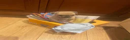 Kruising honden te koop: Retro mops mopshond - Advertentie 8