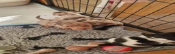 Jack Russel Terriër honden te koop: Mini merle jackrussels in Zwartewaal - Advertentie 22