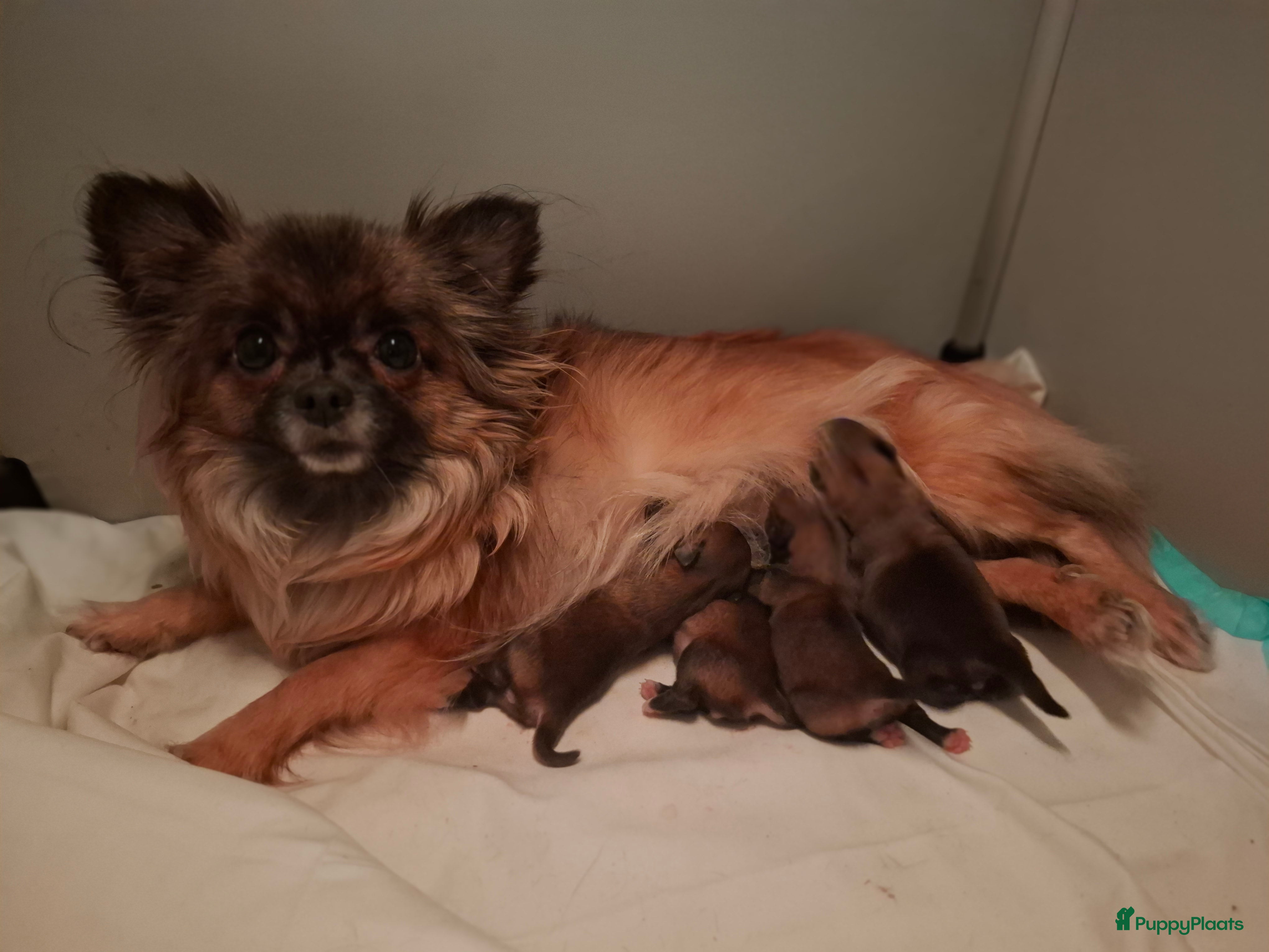 Pomchi honden Pomchi's - Advertentie 2