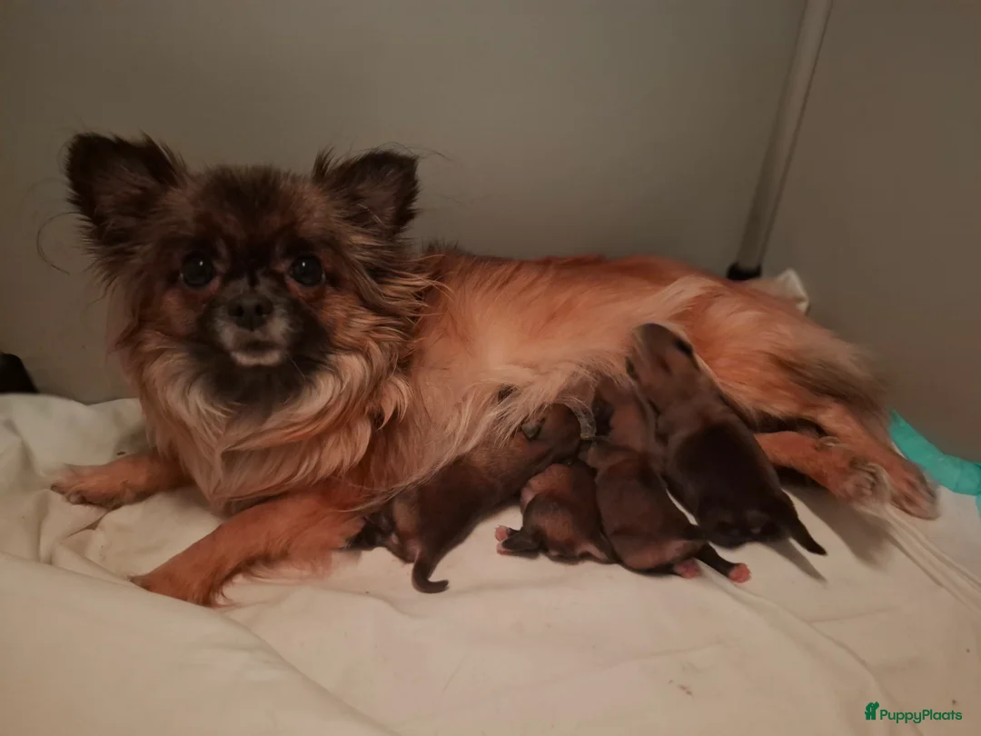 Pomchi honden te koop: Pomchi's - Advertentie 2