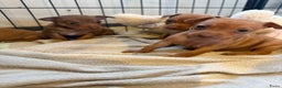 Dwergpinscher honden te koop: Dwergpinscher pups - Advertentie 10