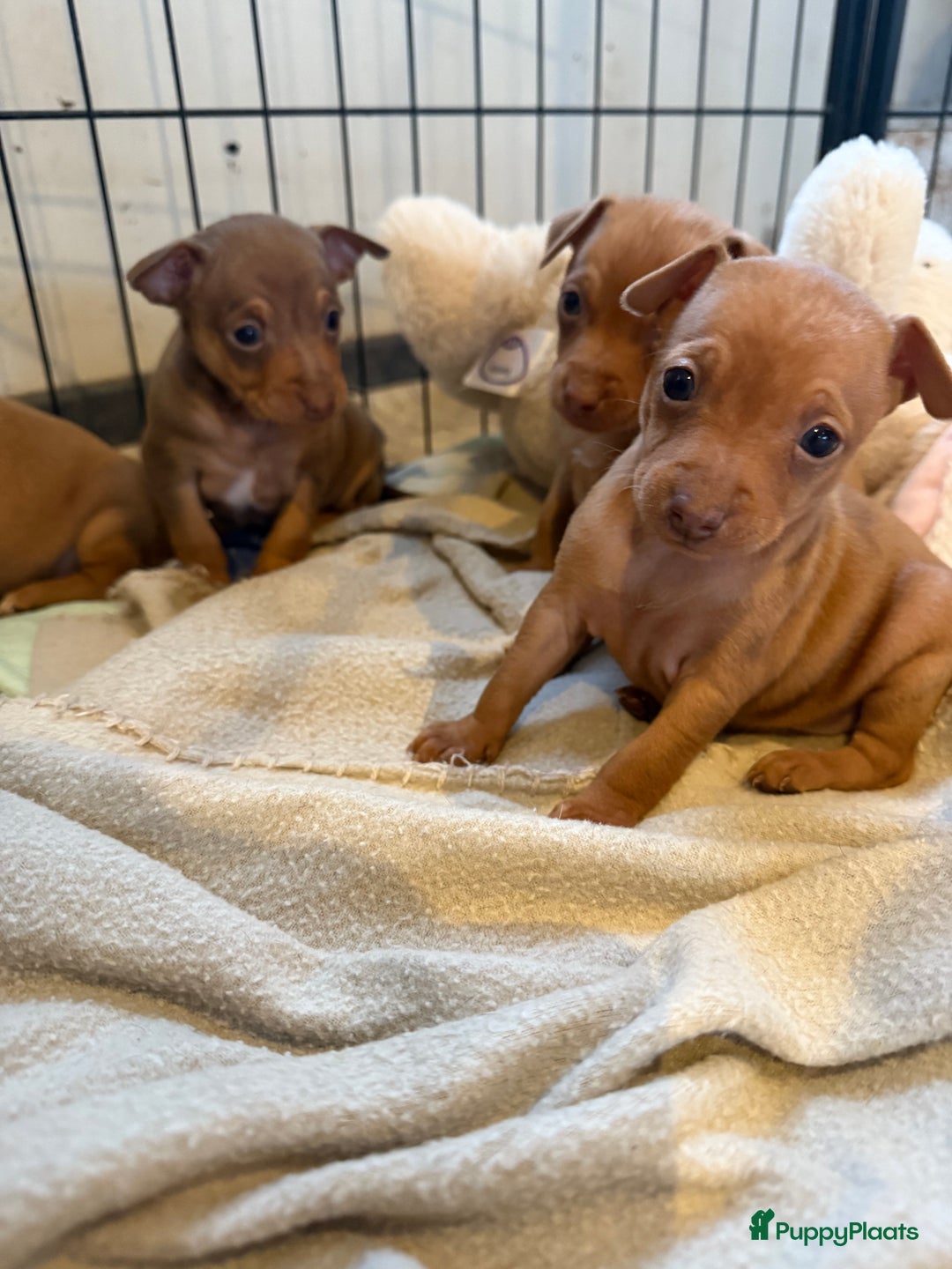 Dwergpinscher honden te koop: Dwergpinscher pups - Advertentie 10