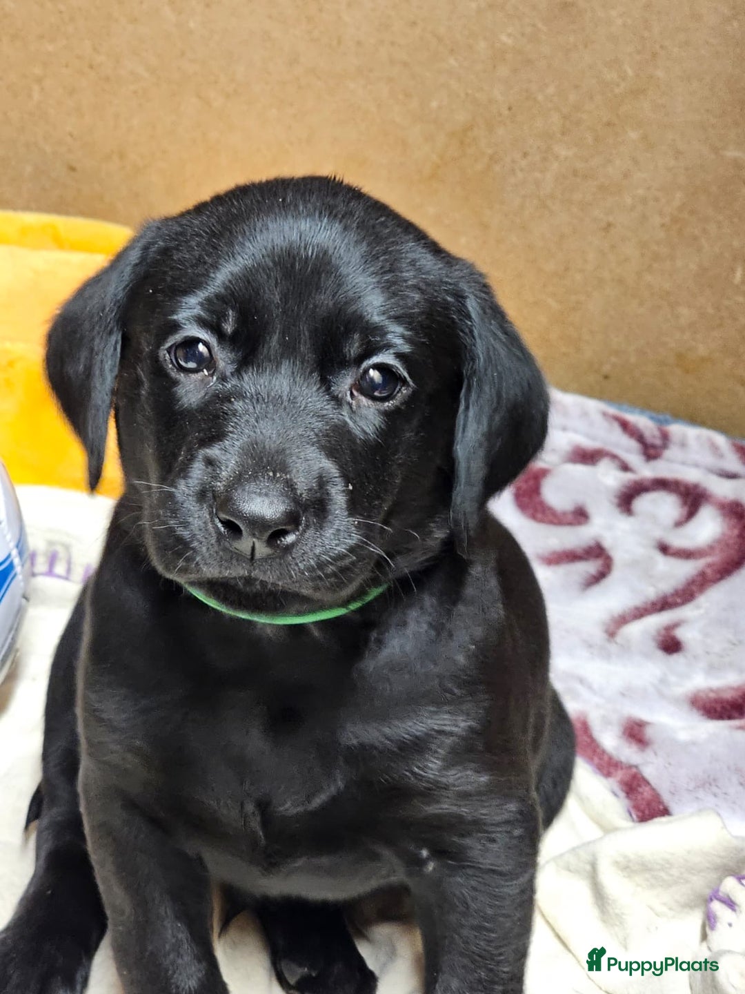 Labrador Retriever honden te koop: Fieldtrial werklijn labrador pups - Advertentie 9