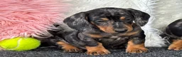 Teckel (korthaar)  honden te koop: Dwergteckel pups  in Vlagtwedde - Advertentie 11