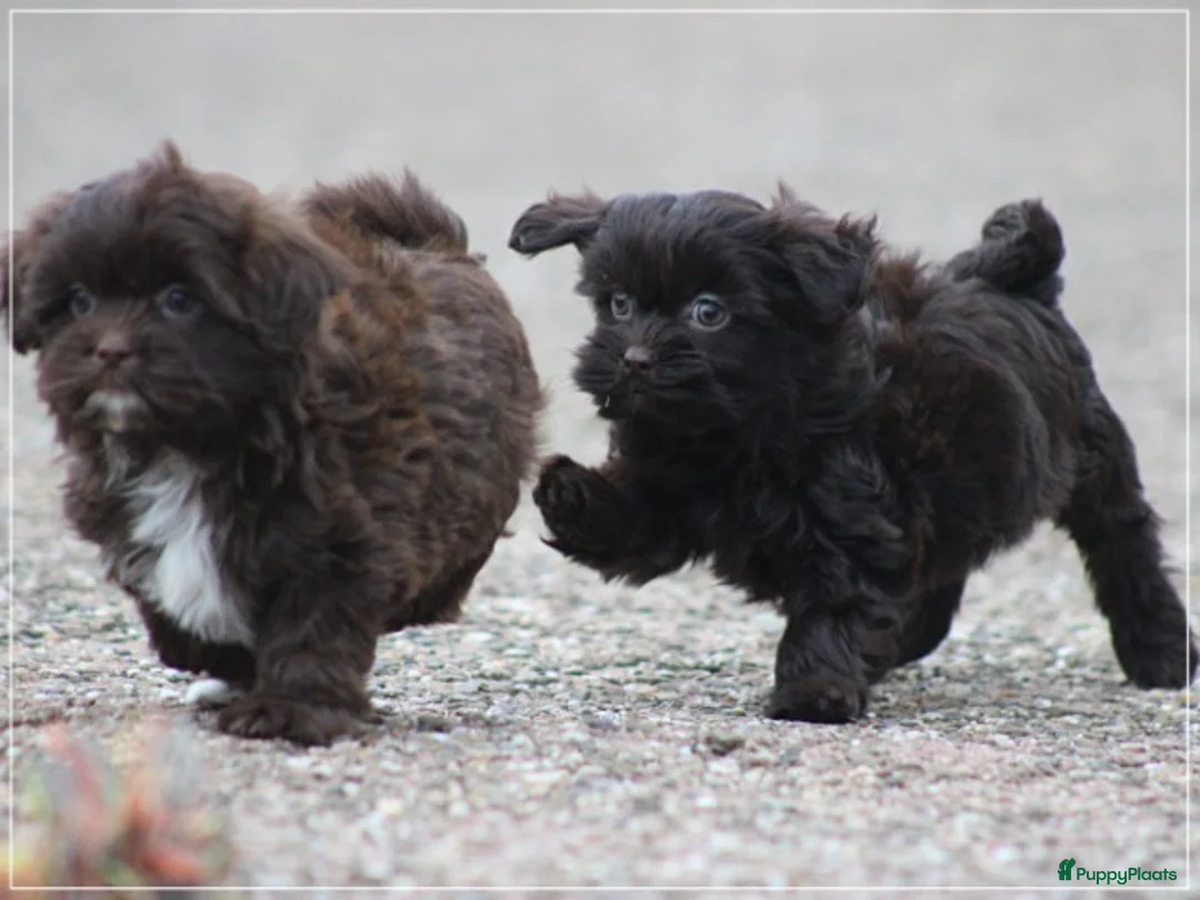 Kruising honden te koop: Knappe Mini doodle pups. - Advertentie 23