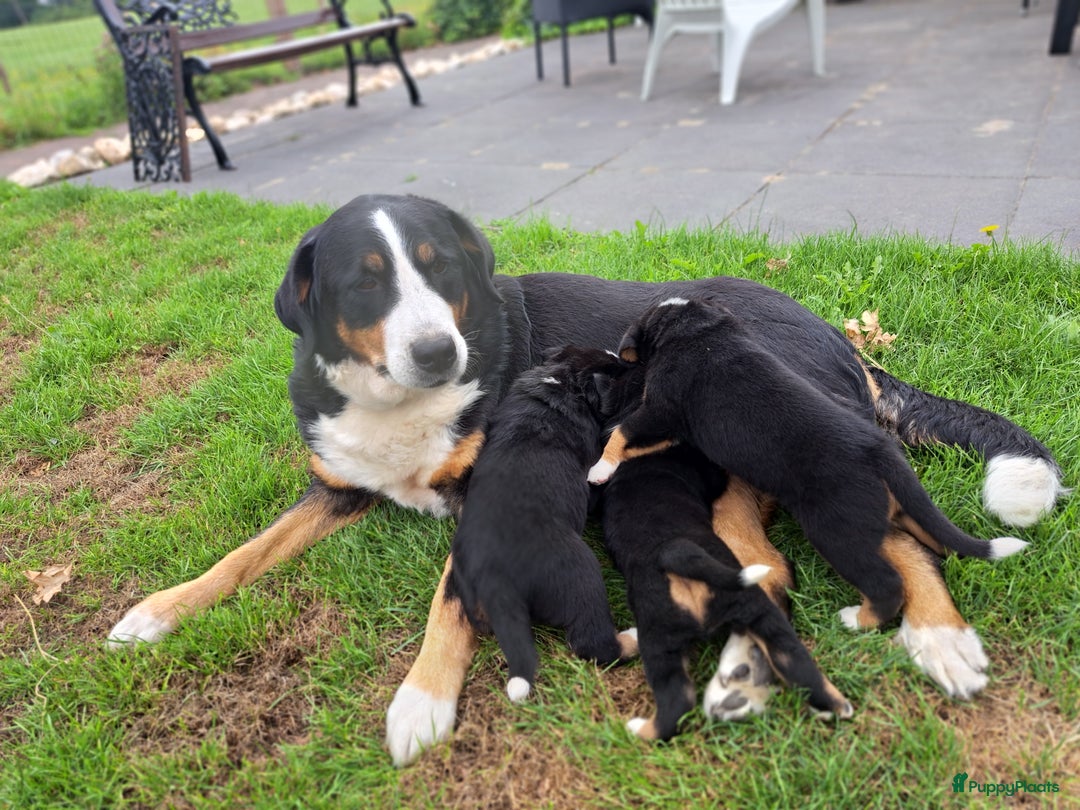 Grote Zwitserse Sennenhond honden te koop: Mooie zwitserse de/Bennensenner - Afbeelding 5