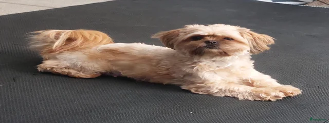 Nova