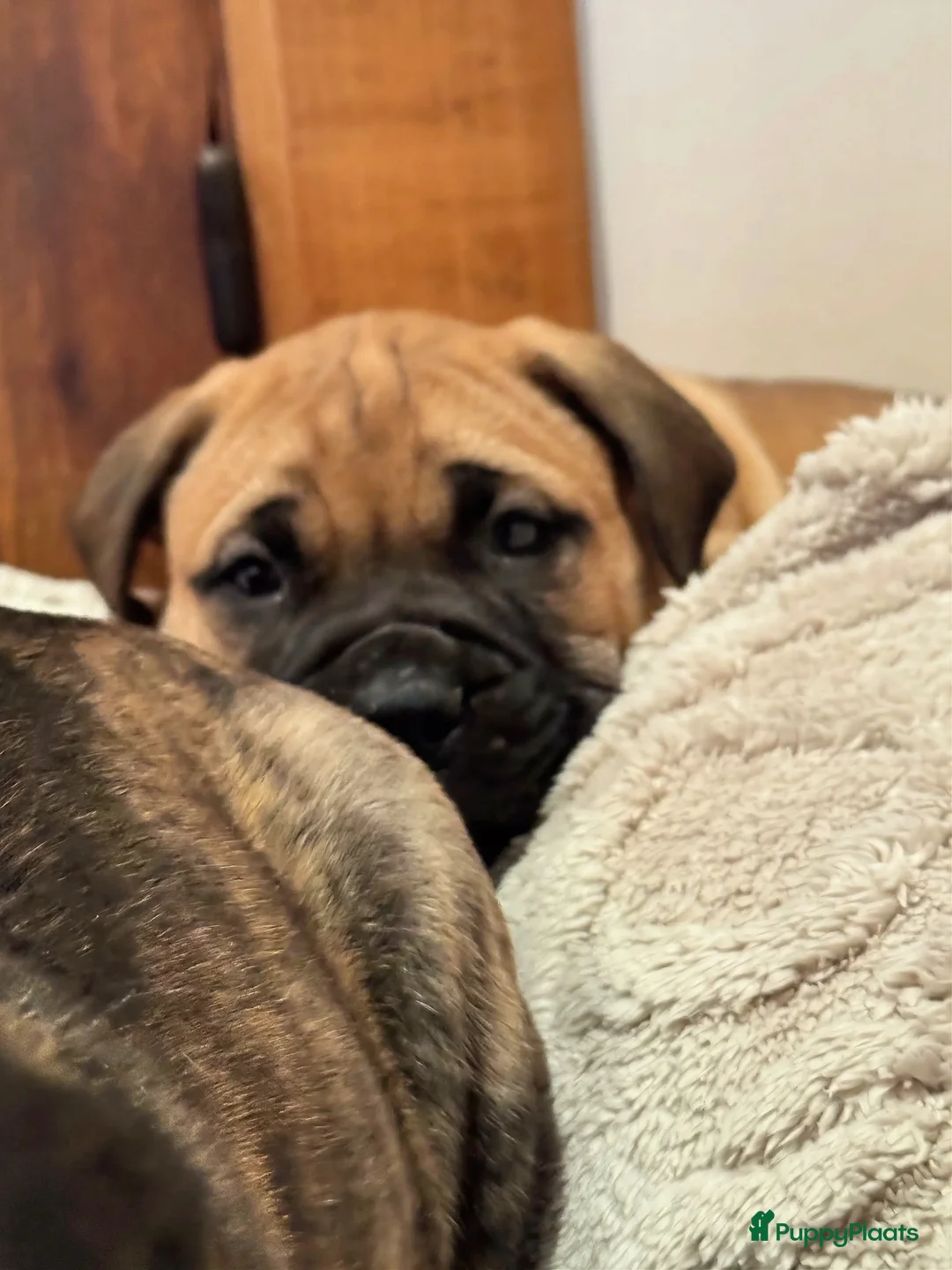 Bullmastiff honden te koop: Bullmastiff  - Advertentie 14