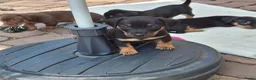 Jack Russel Terriër honden te koop: Jack Russel pups Black ant Tan in Wekerom - Advertentie 1