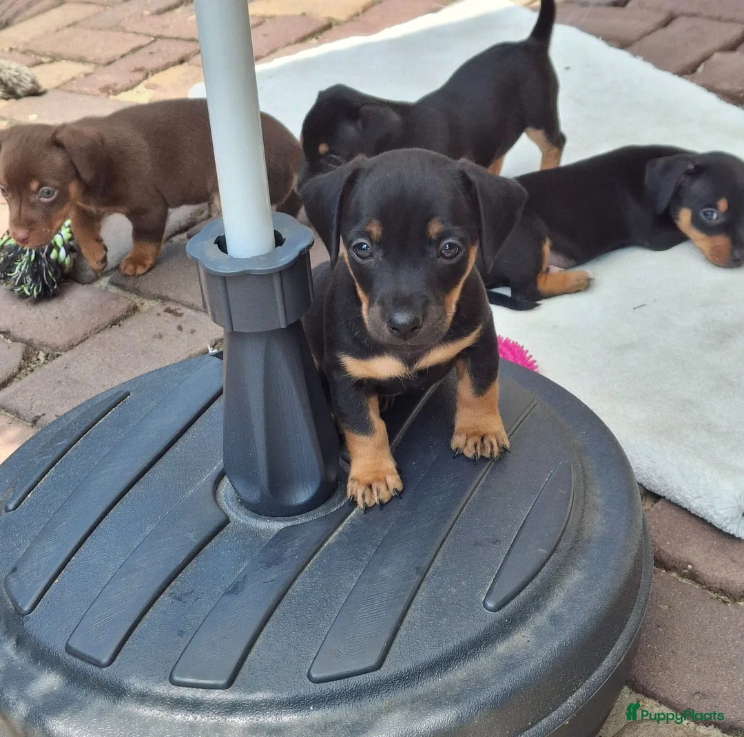 Jack Russel Terriër honden te koop: Jack Russel pups Black ant Tan in Wekerom - Advertentie 1