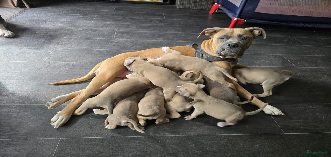 Galerij afbeelding {{count}}