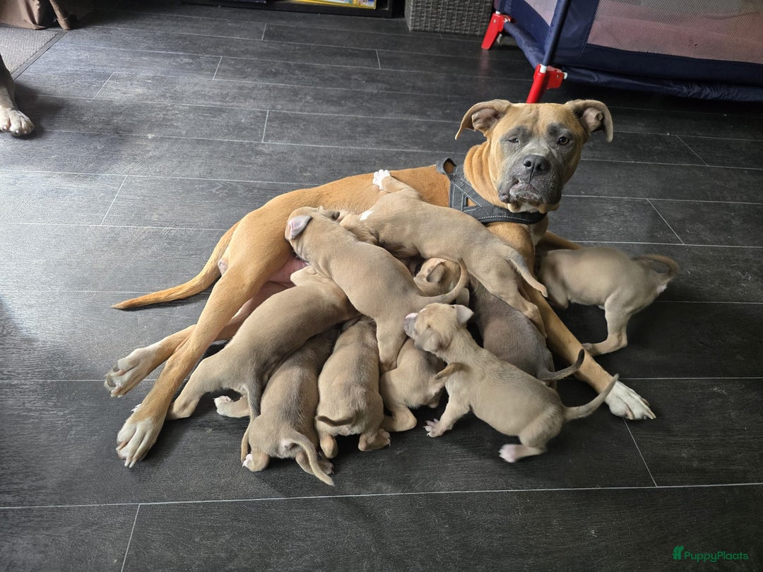 Galerij afbeelding {{count}}