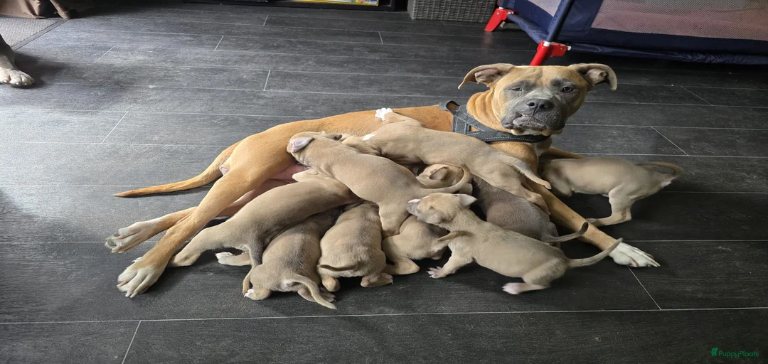 Galerij afbeelding {{count}}