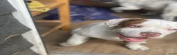 Kruising honden te koop: American pocket bully kruising  in Breda - Advertentie 5