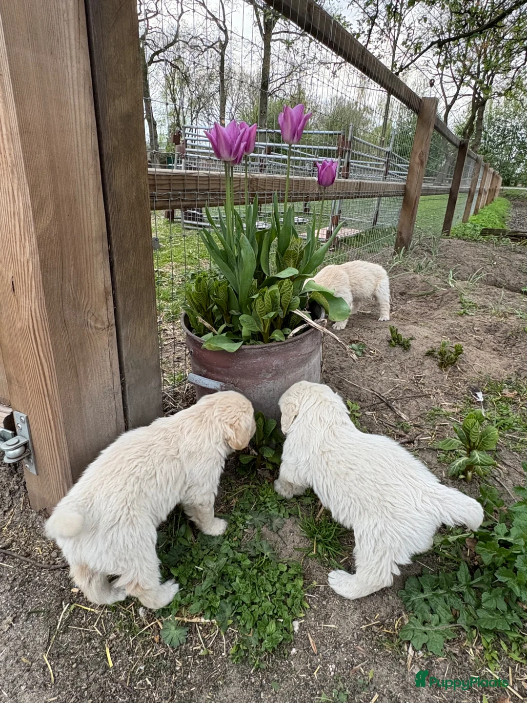 Golden Retriever honden te koop: Mooie lieve boerderij puppy’s  - Advertentie 2