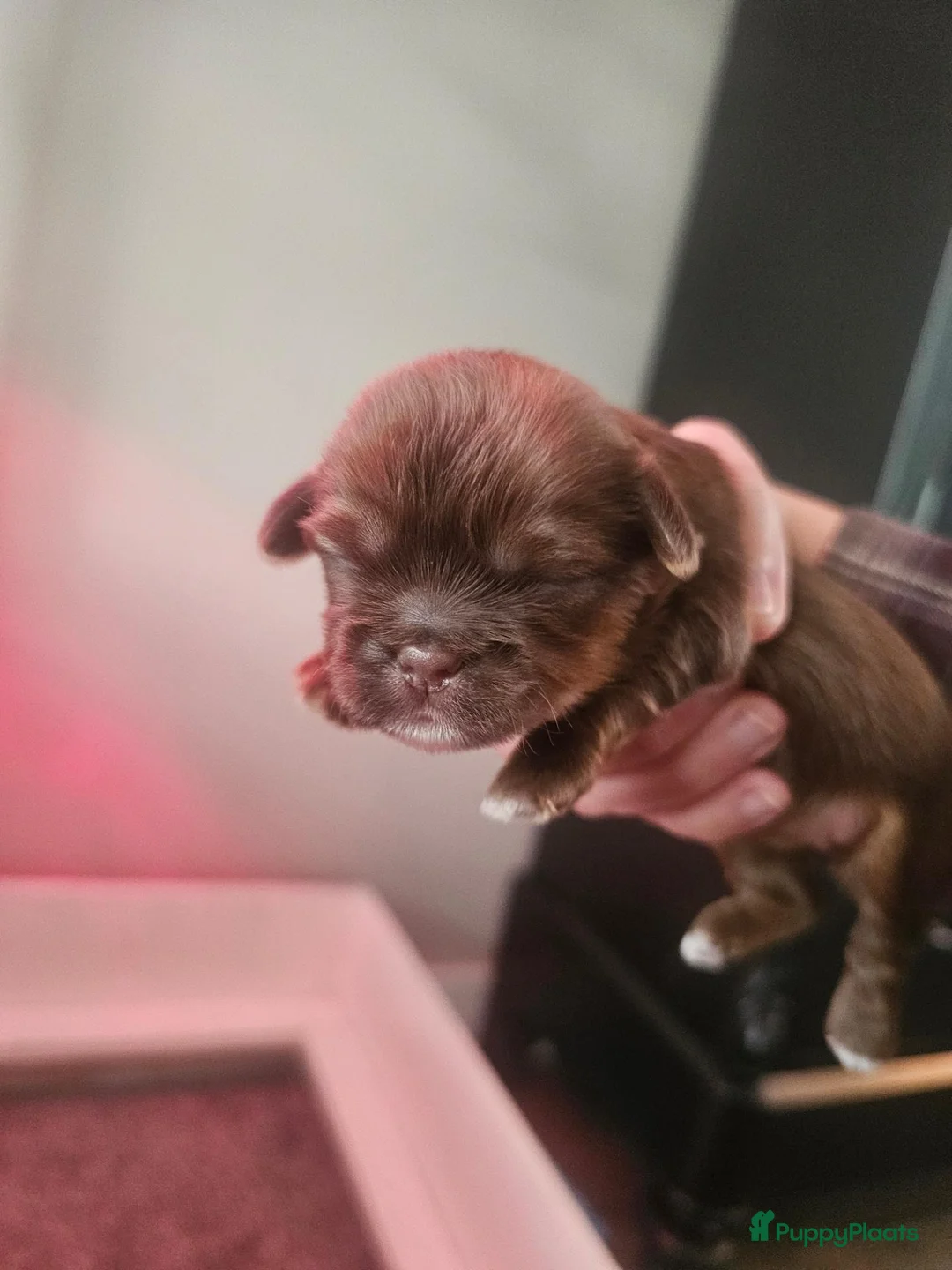 Boomer honden te koop: Prachtige boomer pups te koop  - Advertentie 2