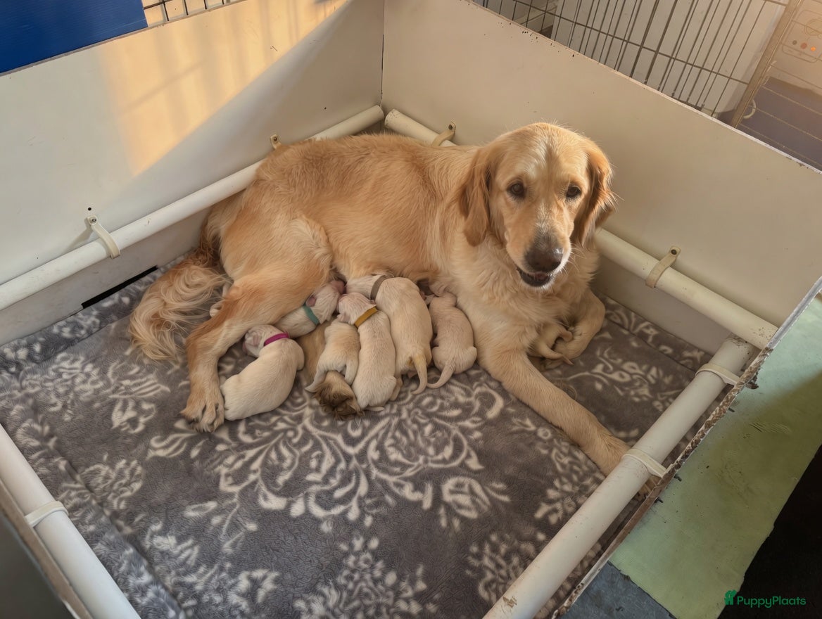 Golden Retriever honden Retriever pups beschikbaar 🐾 - Advertentie 1