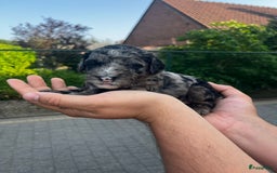 Labradoodle honden te koop: Prachtige medium labradoodle pups - Afbeelding 11
