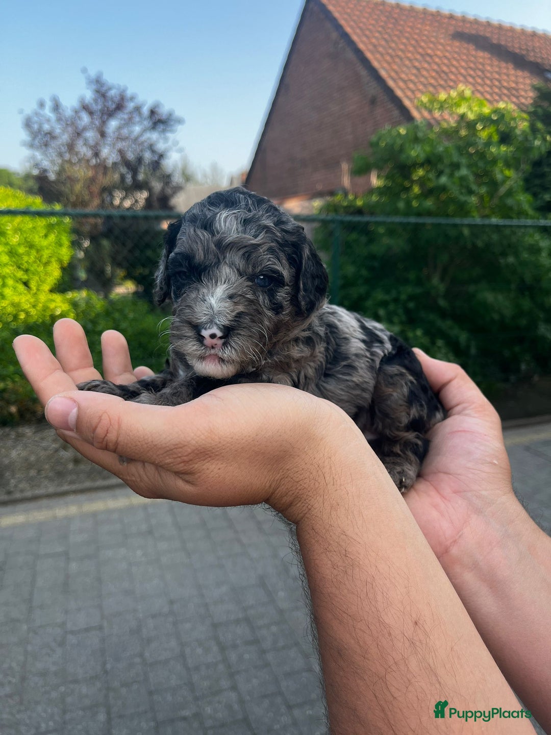 Labradoodle honden te koop: Prachtige medium labradoodle pups - Afbeelding 11