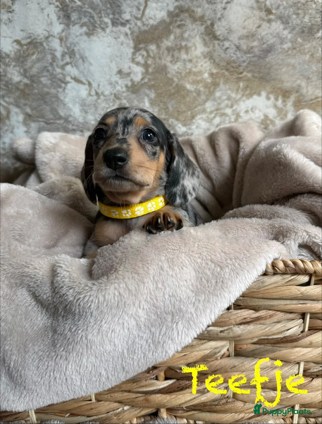 Teckel (korthaar)  honden te koop: Prachtige teckelpups 🐶 - Advertentie 2