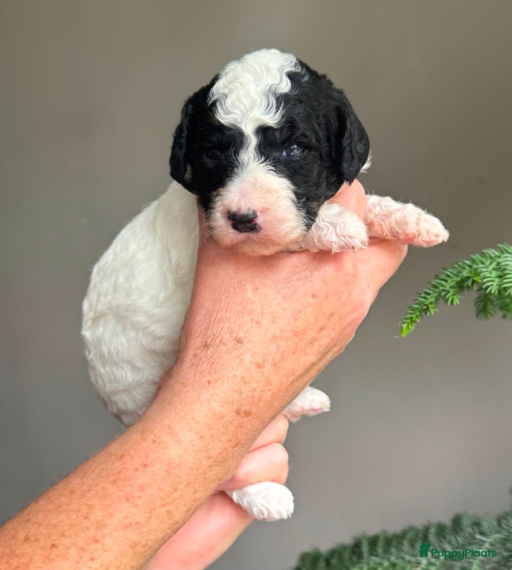 Australian Labradoodle honden Australian Labradoodle pups - Advertentie 1