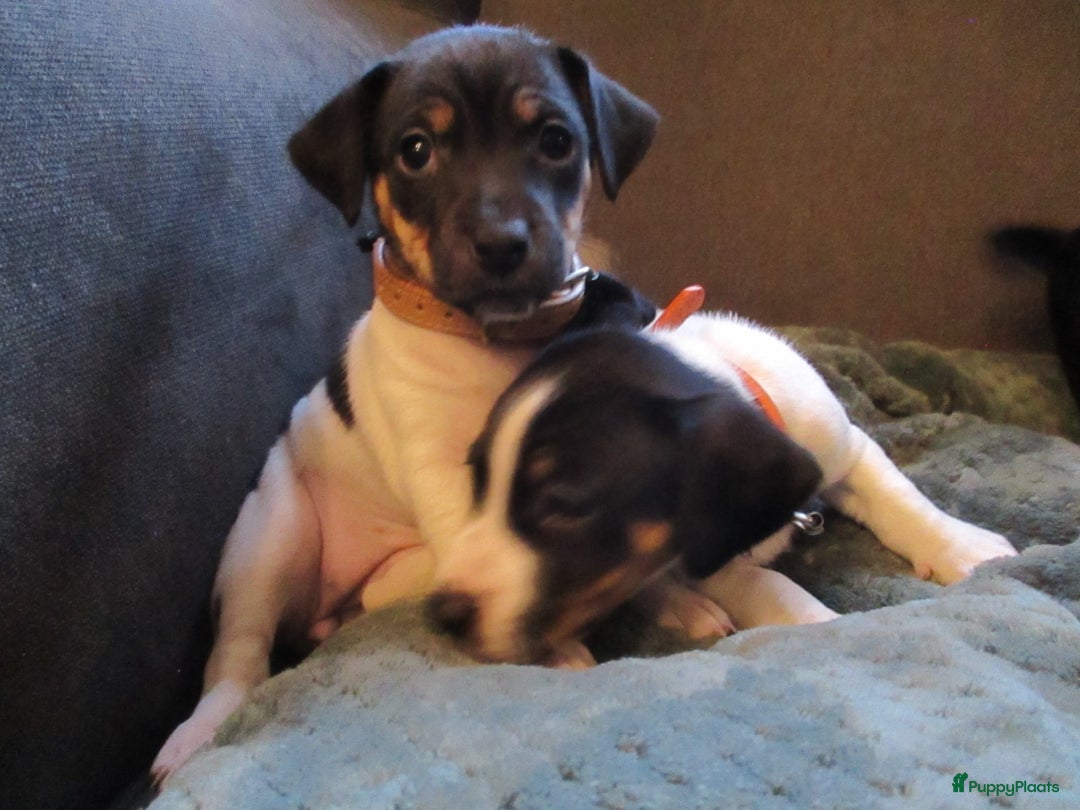 Jack Russel Terriër honden te koop: Jack  russel pups zoeken lief huis! nog 4 pups! - Advertentie 11