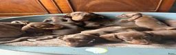 Teckel (korthaar)  honden te koop: Dwerg Teckel schatjes . - Advertentie 2