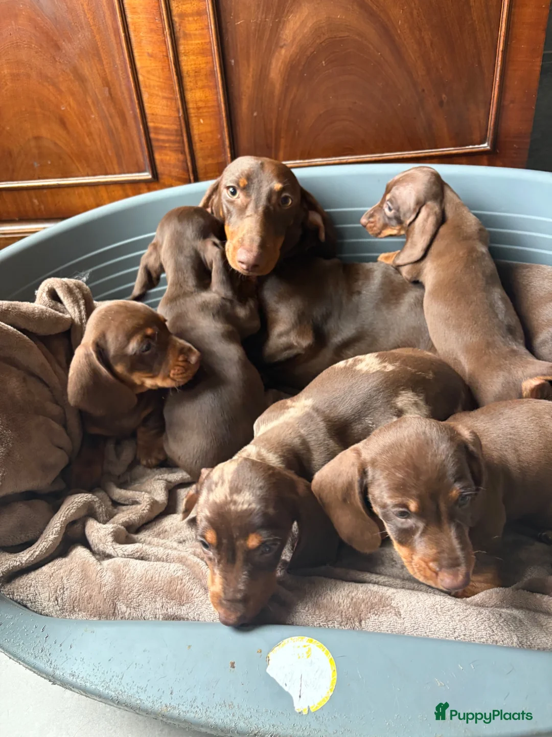 Teckel (korthaar)  honden te koop: Dwerg Teckel schatjes . - Advertentie 2