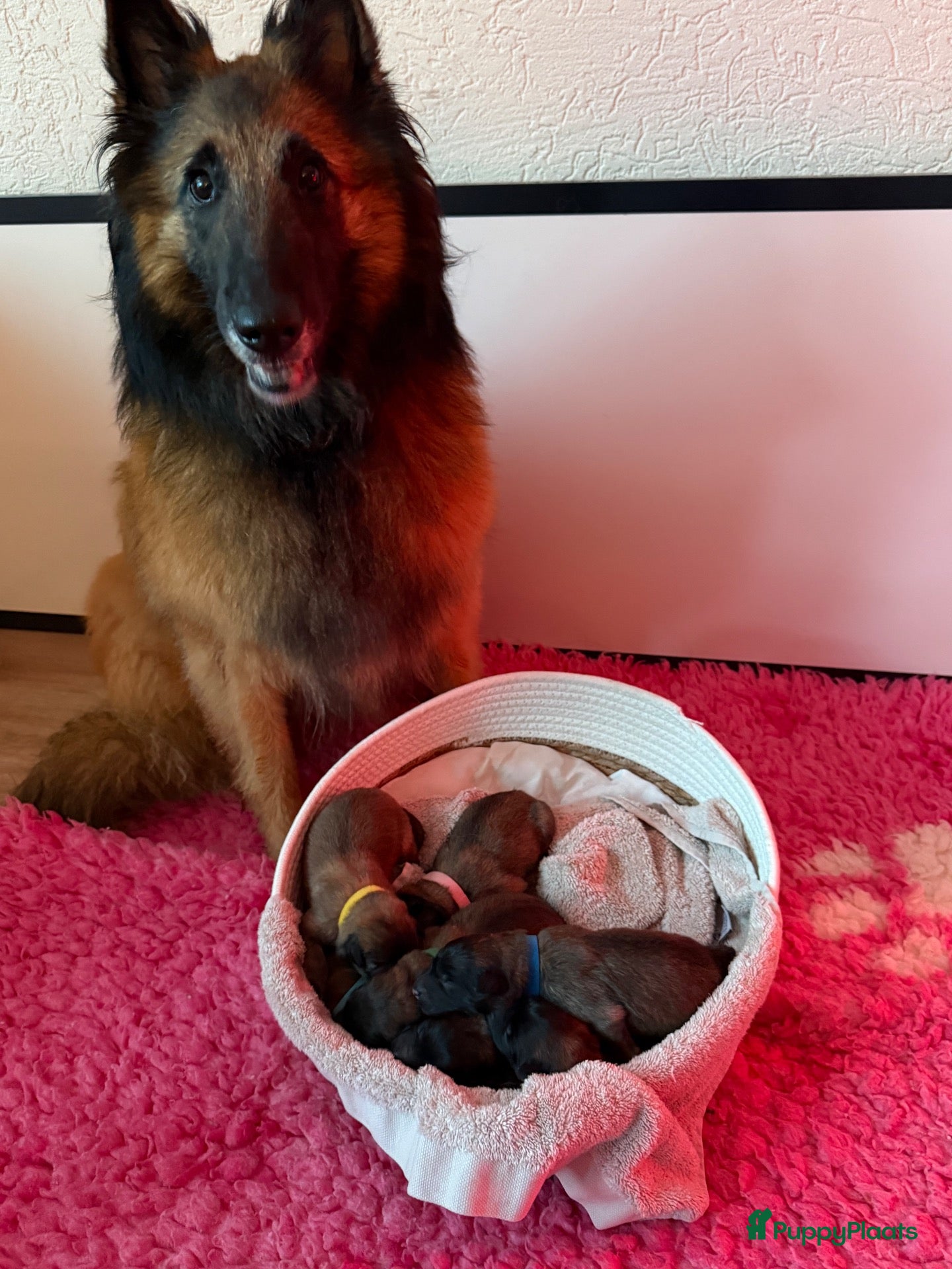 Tervuerense Herder honden Belgische Tervuerense herder puppy's te koop  - Advertentie 2