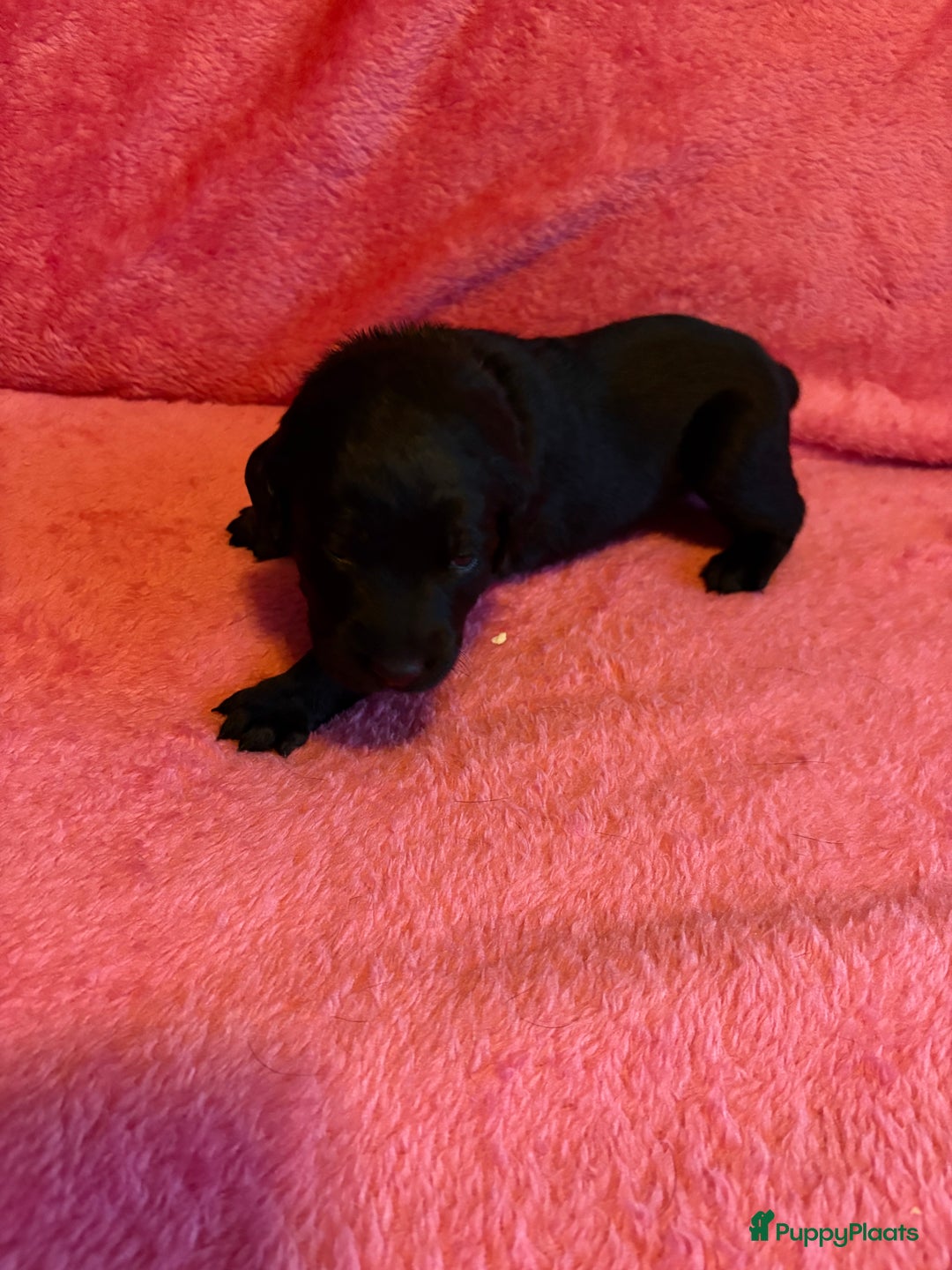 Kruising honden te koop: Labrador puppy’s - Advertentie 16