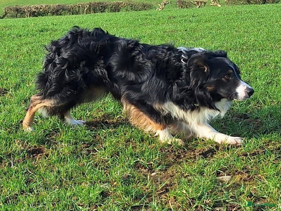 Border Collie honden te koop: Prachtige bordercolliepups met Isds stamboom - Advertentie 13