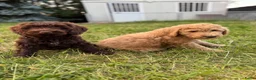 Labradoodle honden te koop: Mooie Labradoodle pups! - Advertentie 9