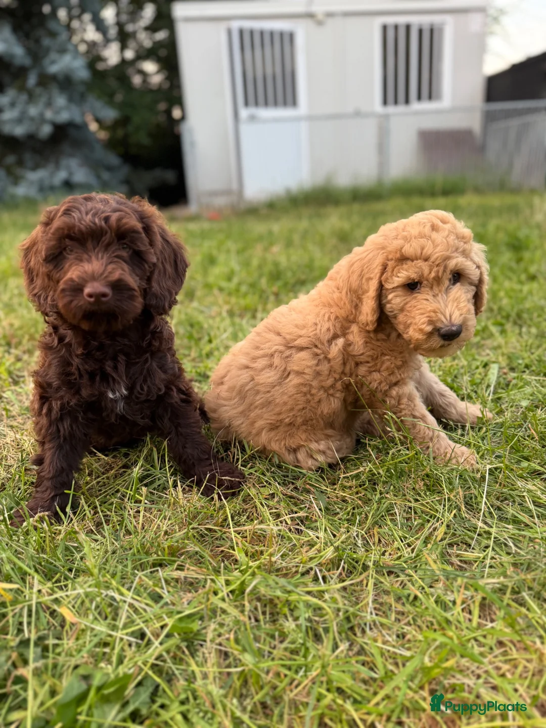 Labradoodle honden te koop: Mooie Labradoodle pups! - Advertentie 9