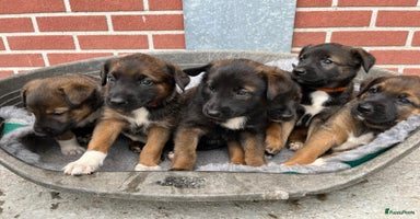 Kruising honden - Advertentie 1