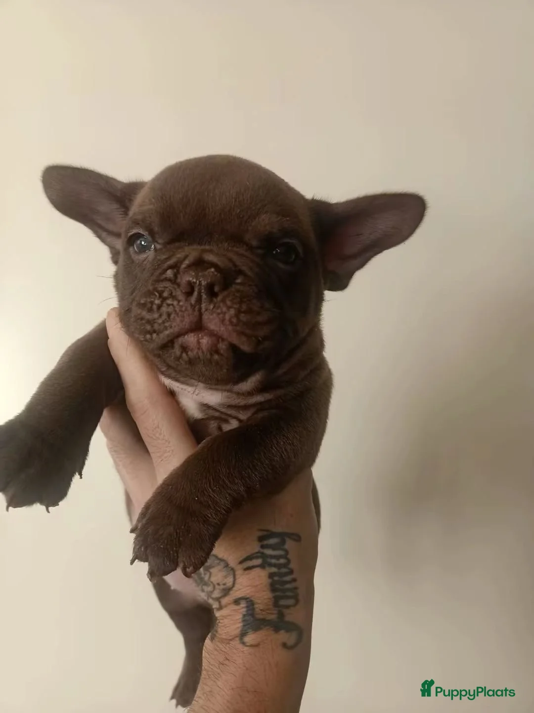 Amerikaanse Bully honden te koop: Micro bully’s  - Advertentie 5