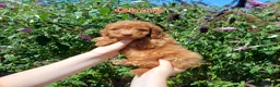 Labradoodle honden te koop: Direct beschikbaar 2 prachtige labradoodle reutjes - Advertentie 27