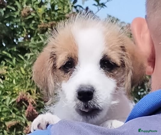 Jack Russel Terriër honden Jack Russell terriër pups met Stamboom - Advertentie 2