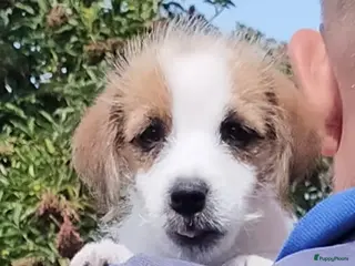 Jack Russel Terriër honden Jack Russell terriër pups met Stamboom - Advertentie 3