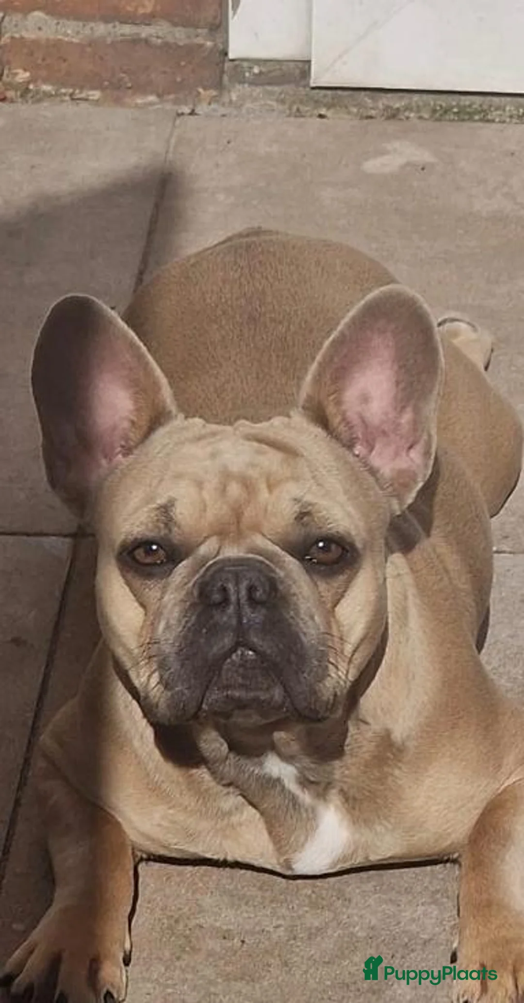 Franse Bulldog honden te koop: Prachtige Fransebulldog pups mogen nestje verlaten - Advertentie 25