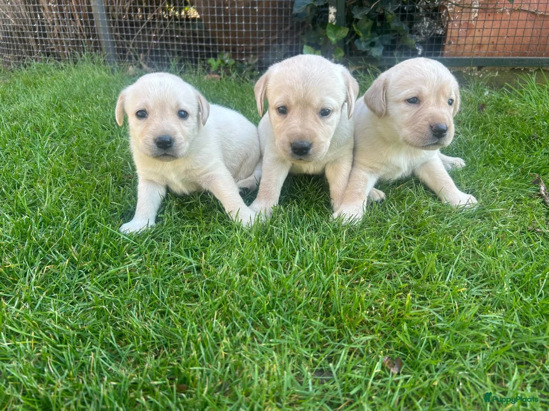 Labrador Retriever honden te koop: Labrador pups blond raszuiver  - Advertentie 2