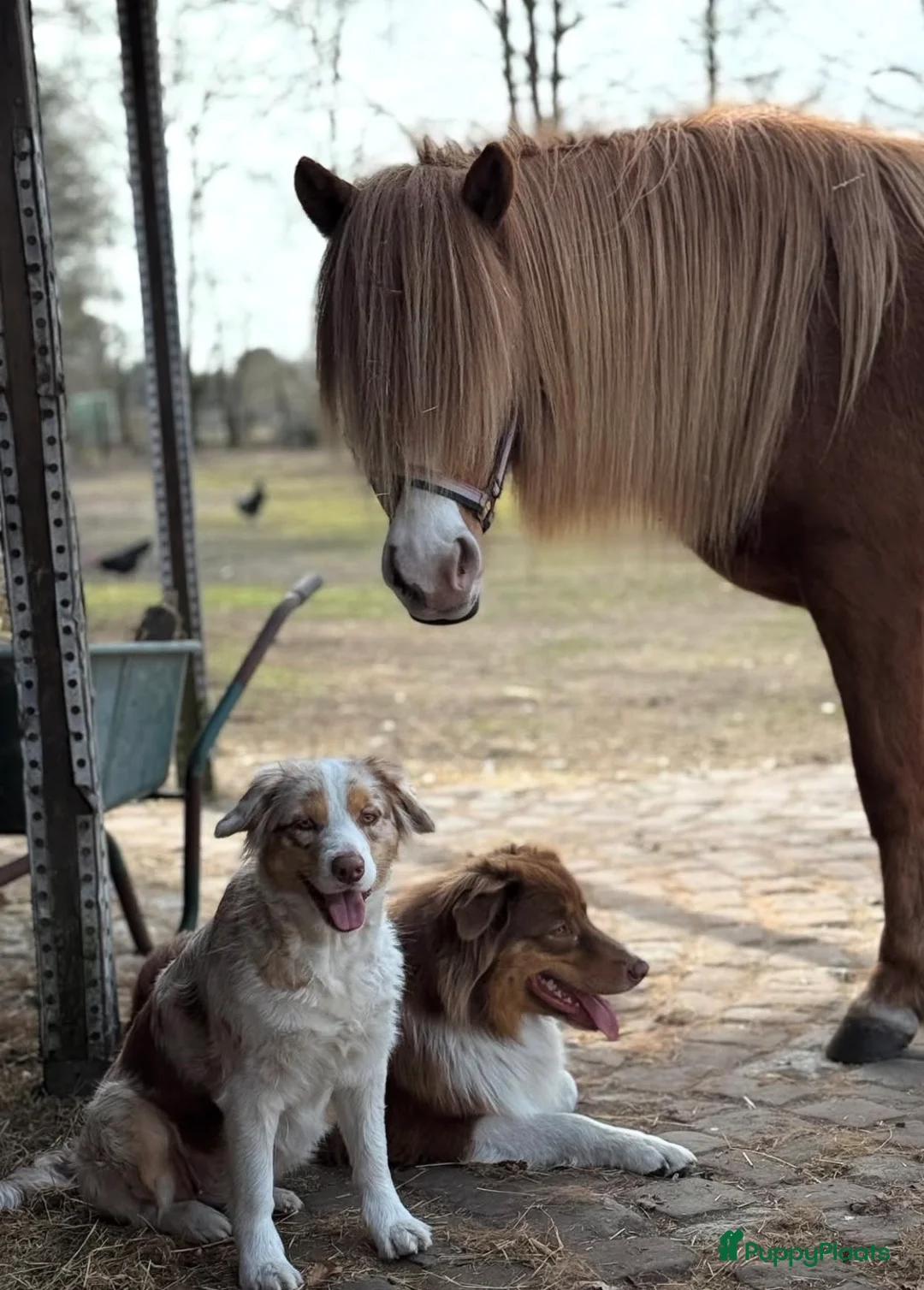 Galerij afbeelding {{count}}