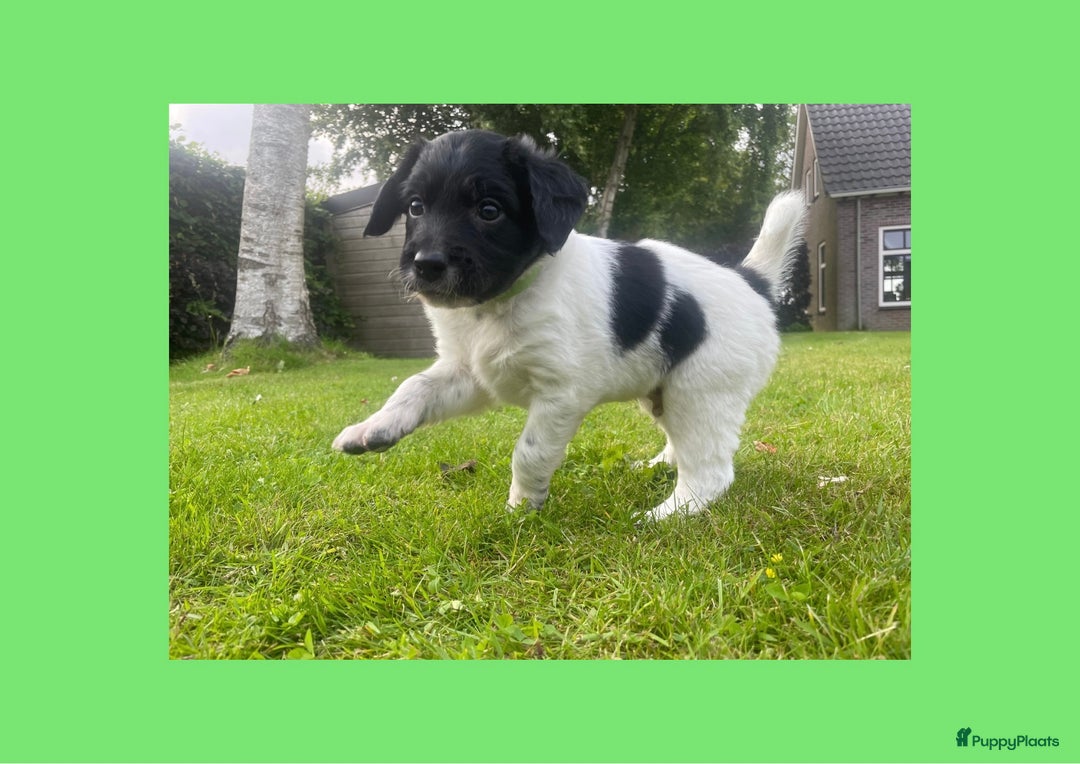 Friese Stabij honden te koop: Lieve Stabij pups met een vleugje Kelpie - Afbeelding 4
