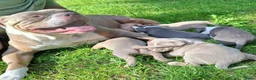 Amerikaanse Bully honden te koop: American Bully XL - Advertentie 1