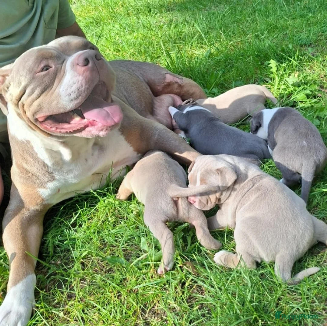 Amerikaanse Bully honden te koop: American Bully XL - Advertentie 1