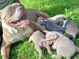 Amerikaanse Bully honden American Bully XL - Advertentie 8