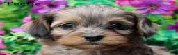 Kruising honden te koop: Boompoo pups - Advertentie 16
