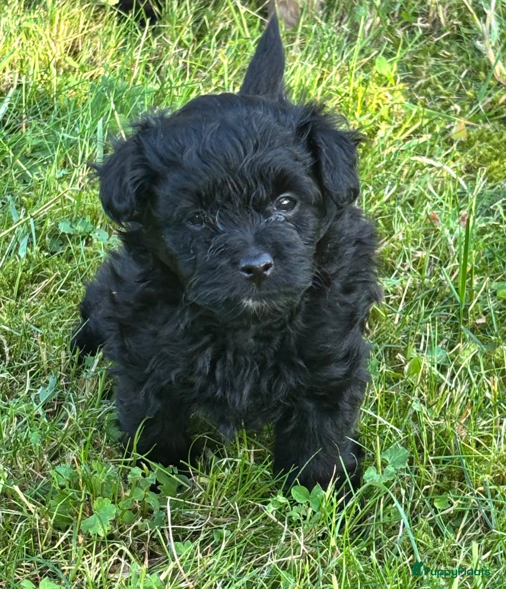 Kruising honden te koop: Pomapoo pups uit geteste ouders - Advertentie 4
