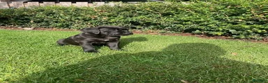 Cane Corso 5